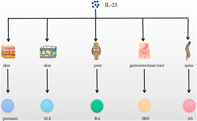 The regulatory mechanism and potential application of IL-23 in autoimmune diseases